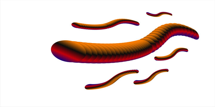 Common earthworm illustration against white background