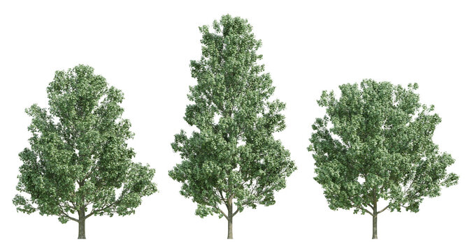 Three Acer Saccharum 3d trees of Sugar Maple With Lush Green Canopies Against Transparent Background