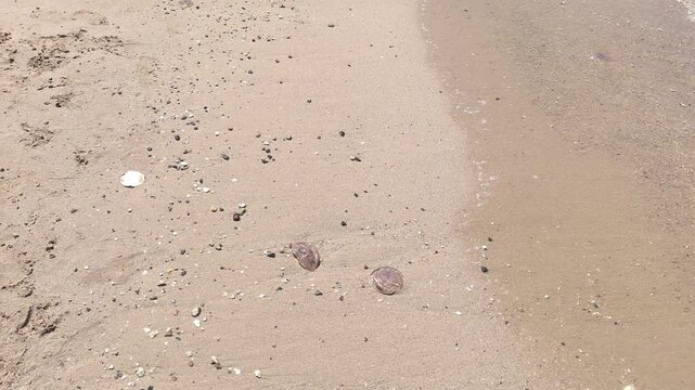 A beached jellyfish. A Pelagia noctiluca jellyfish in the Red Sea is washed by the waves on a hot day at a tourist beach.