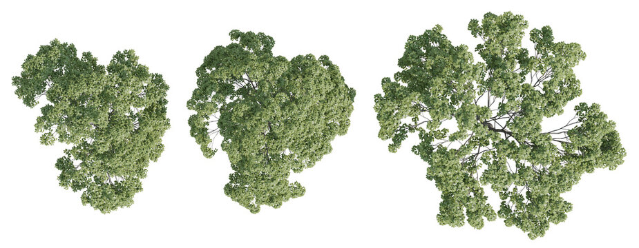 Top View 3D Illustration Of Acer Negundo Trees With Dense Green Canopies And Aerial Perspective On Transparent Background