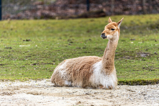 Vicunas, Vicugna Vicugna, relatives of the llama in a German park