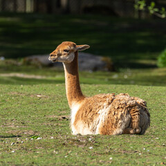 Fototapeta premium Vicunas, Vicugna Vicugna, relatives of the llama in a German park