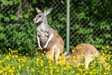 The red kangaroo, Macropus rufus is the largest of all kangaroos and the largest extant marsupial. © rudiernst