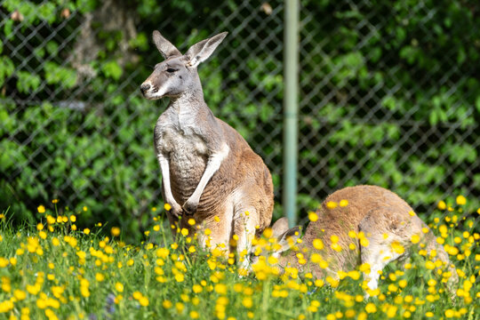 The red kangaroo, Macropus rufus is the largest of all kangaroos and the largest extant marsupial.