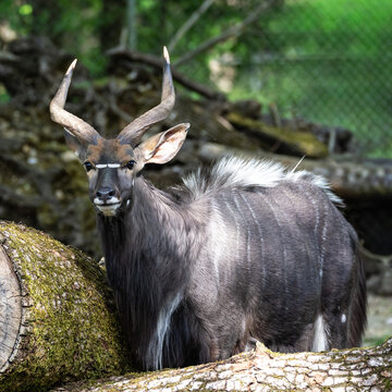 Nyala Antelope - Tragelaphus angasii. Wild life animal.