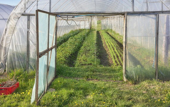 The exterior of a polytunnel used for growing organic vegetables.