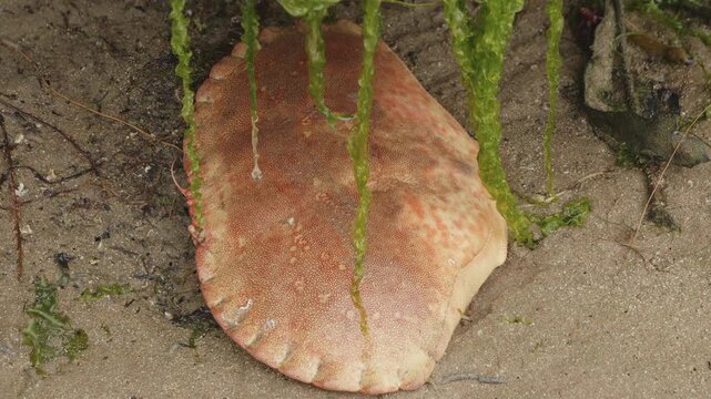 Crab shell carapace remains in the sand of a beach close up stock footage