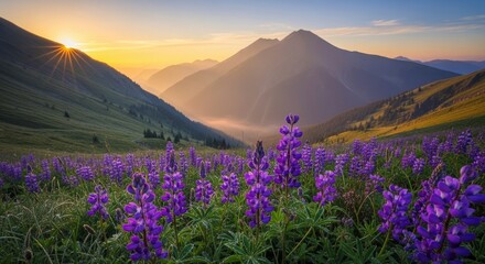Fototapeta premium Purple Lupine Flowers in Mountains at Sunrise