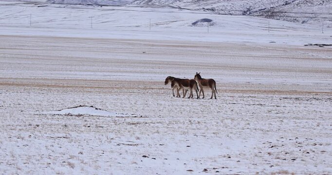 Equus kiang in high altitude grassland