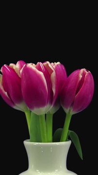 Time lapse of growing, opening and rotating red white tulips in a vase isolated on black background, vertical orientation