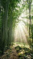 Fototapeta premium Sunlight streams through a lush bamboo forest illuminating a peaceful forest path creating an ethereal atmosphere