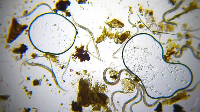 Nematodes moving slowly in water droplet panoramic view under 40x magnification brightfield microscopy. 4K scientific microscopy footage.