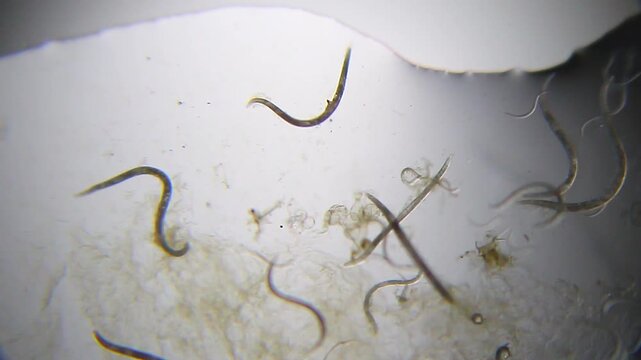 Nematodes in water droplet under 40x magnification brightfield microscopy. 4K scientific microscopy footage.