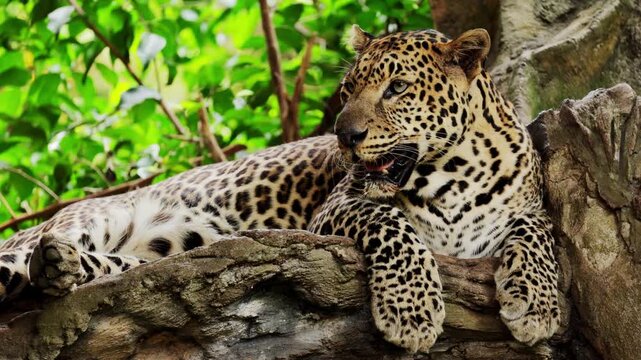 Wild male leopard portrait or panther or panthera pardus hanging on tree eyeing on safari vehicles in natural winter green background in tropical rainforest. Wild predator animals in natural habitat.