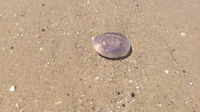 A beached jellyfish. A Pelagia noctiluca jellyfish in the Red Sea is washed by the waves on a hot day at a tourist beach.
