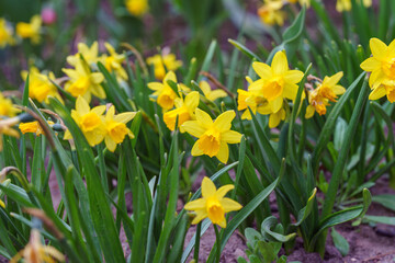 Obraz premium Yellow daffodils bush blooming outdoor in garden bed early spring flowers. Gardening, plant breeding