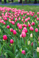 Fototapeta premium Pink tulips Tulipa gesneriana in bloom, rows in field perspective view, spring tulip plantation. Vibrant spring landscape, ornamental flowers, landscape park design, plant breeding, gardening