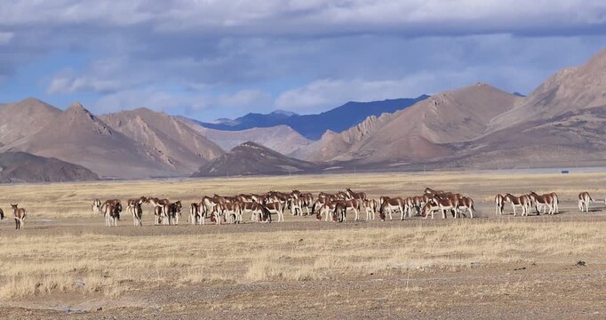 Equus kiang in high altitude grassland