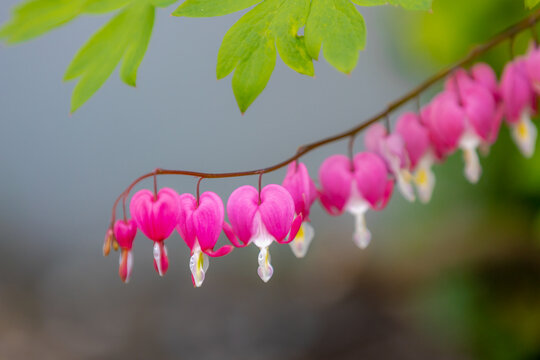 Selective focus of pink flowers, Dicentra known as bleeding-hearts is a genus of eight species of herbaceous plants with oddly shaped, Dicentra formosa blooming in the garden, Nature floral background