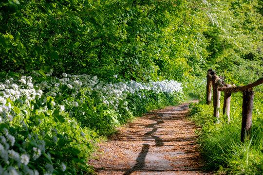 White flowers of Allium ursinum in spring, Ramsons (Daslook) in the forest, Edible wild leek or Wood garlic in Netherlands, Flowering plant in the amaryllis family Amaryllidaceae, Natural background.