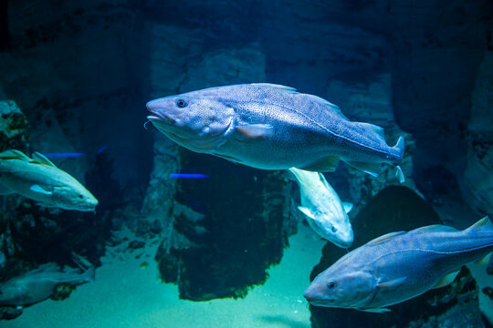 Large cod fish swimming in aquarium tank inside Ozeaneum museum in Stralsund Germany. Marine wildlife and underwater life of the Baltic Sea
