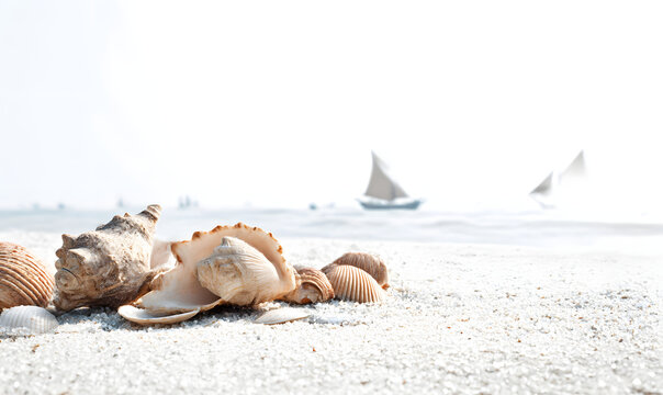 seashell on the beach