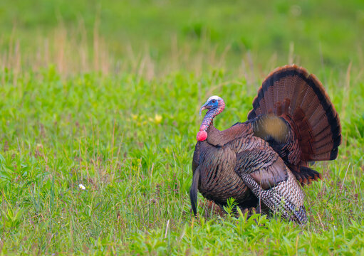 Tom wild turkey in full mating display, tail fanned out, feathers fluffed up, and brightly colored head and neck