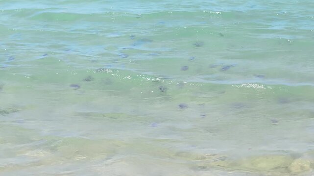 Jellyfish swim underwater. Beautiful jellyfish swim in blue water.