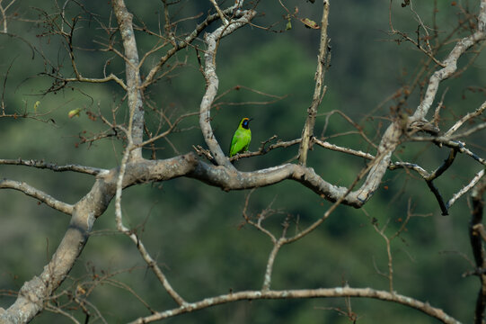 A male Golden fronted Leafbird sits alertly on a weathered tree branch, against a soft, blurred forest background.