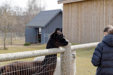 Fototapeta premium Girl Watching Black Alpaca