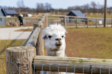 Fototapeta premium White Alpaca Close Up Portrait