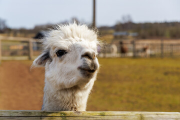 Fototapeta premium Curious White Alpaca Looking at Camera
