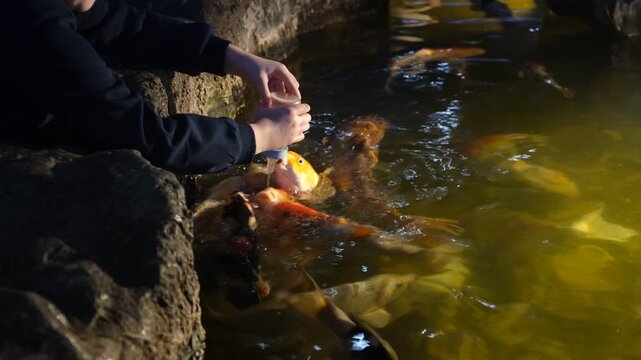 Close-up of a girl's hand feeding a group of hungry Japanese koi carp (Cyprinus carpio) using a bottle with a nipple. Child interacting with animals in an aquarium. Colorful fish (orange, golden, and 