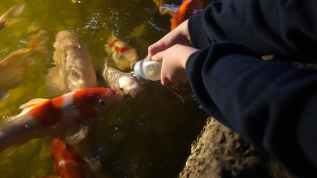 Close-up of a girl's hand feeding a group of hungry Japanese koi carp (Cyprinus carpio) using a bottle with a nipple. Child interacting with animals in an aquarium. Colorful fish (orange, golden, and 
