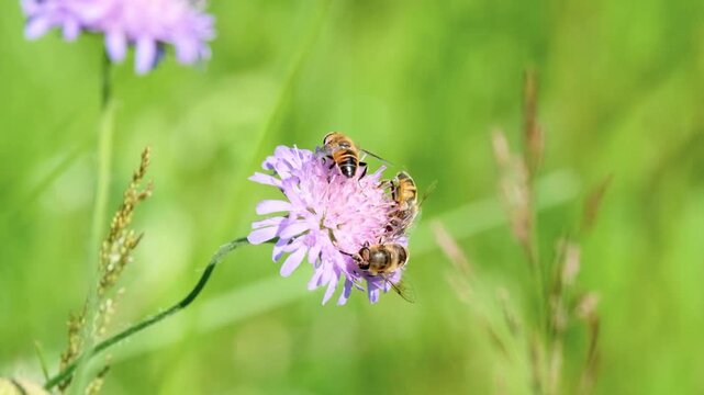 Three honey bees collecting nectar and pollen on a purple wildflower in a sunlit summer meadow 4K.
