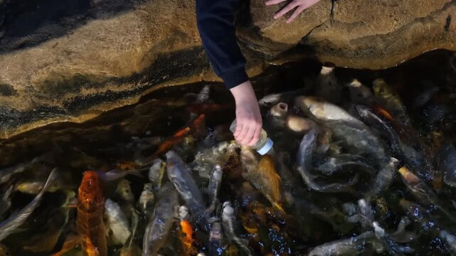Close-up of a girl's hand feeding a group of hungry Japanese koi carp (Cyprinus carpio) using a bottle with a nipple. Child interacting with animals in an aquarium. Colorful fish (orange, golden, and 