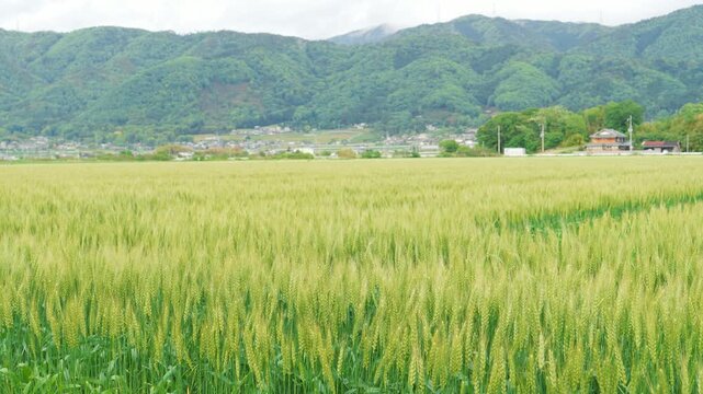 Young Wheat Field Swaying Gently in the Wind