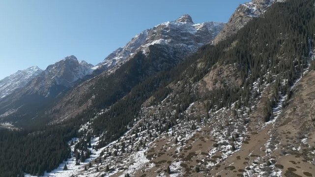 Aerial landscape footage of Barskoon Gorge with rugged mountain slopes, patchy snow and dense conifer forest under clear blue sky in Issyk-Kul Region, Kyrgyzstan