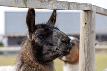 Naklejka premium Dark Brown Llama Portrait at Farm