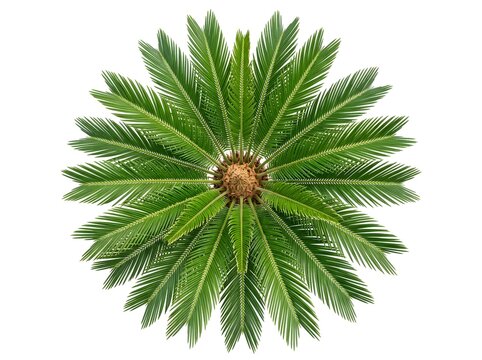 Sago palm top view clipart isolated green cycad plant graphic