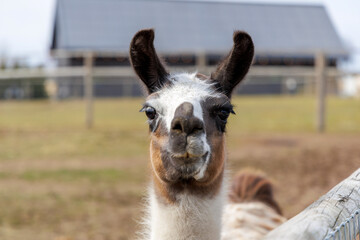 Fototapeta premium Portrait of a Curious Llama on a Rural Farmstead