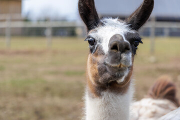 Fototapeta premium Portrait of a Curious Llama on a Rural Farmstead