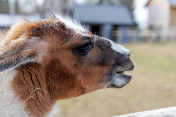 Fototapeta premium Side Profile of a Llama at a Countryside Ranch
