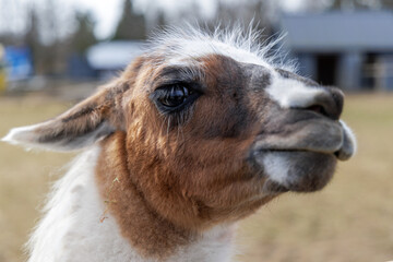 Fototapeta premium Close-up of Llama Face with Expressive Eyes