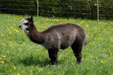 Fototapeta premium alpaka tier natur lama