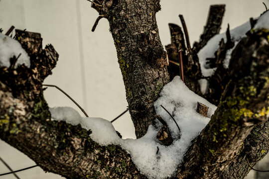 schnee ast baum