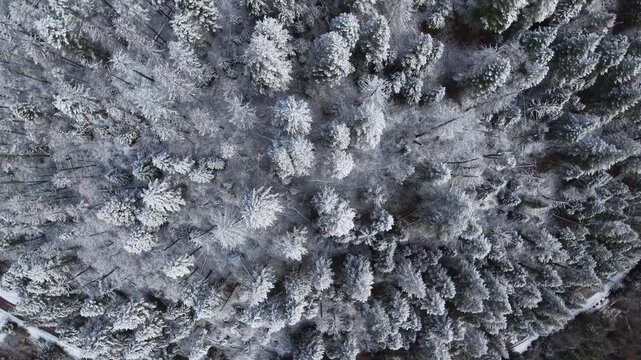 An aerial drone shot spins over a snow-covered Montana forest, offering a dizzying top-down view of the evergreen trees and partially frozen landscape.
