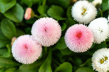 Bright large daisy flowers closeup, bellis perennis detailed blossoms. Red spring garden flowers on city bed macro photo, daisies on blurred background, selective focus © artemstepanov