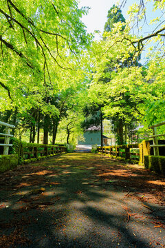 Quiet Tree Lined Path with Fresh Green Leaves and Mossy Railings in Spring
