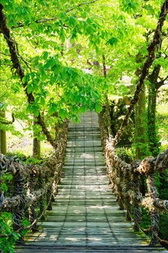 Wooden Suspension Bridge Surrounded by Fresh Green Leaves in Spring Forest
